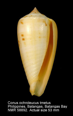 Conus ochroleucus tmetus.jpg - Conus ochroleucus tmetusTomlin,1937